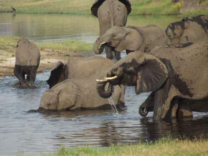 Chobe Elephants 