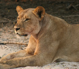 Lioness in Chobe Game Reserve